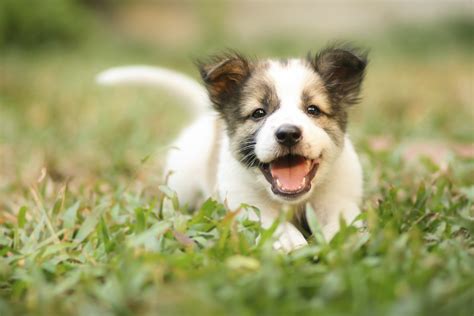 Dog in Grass